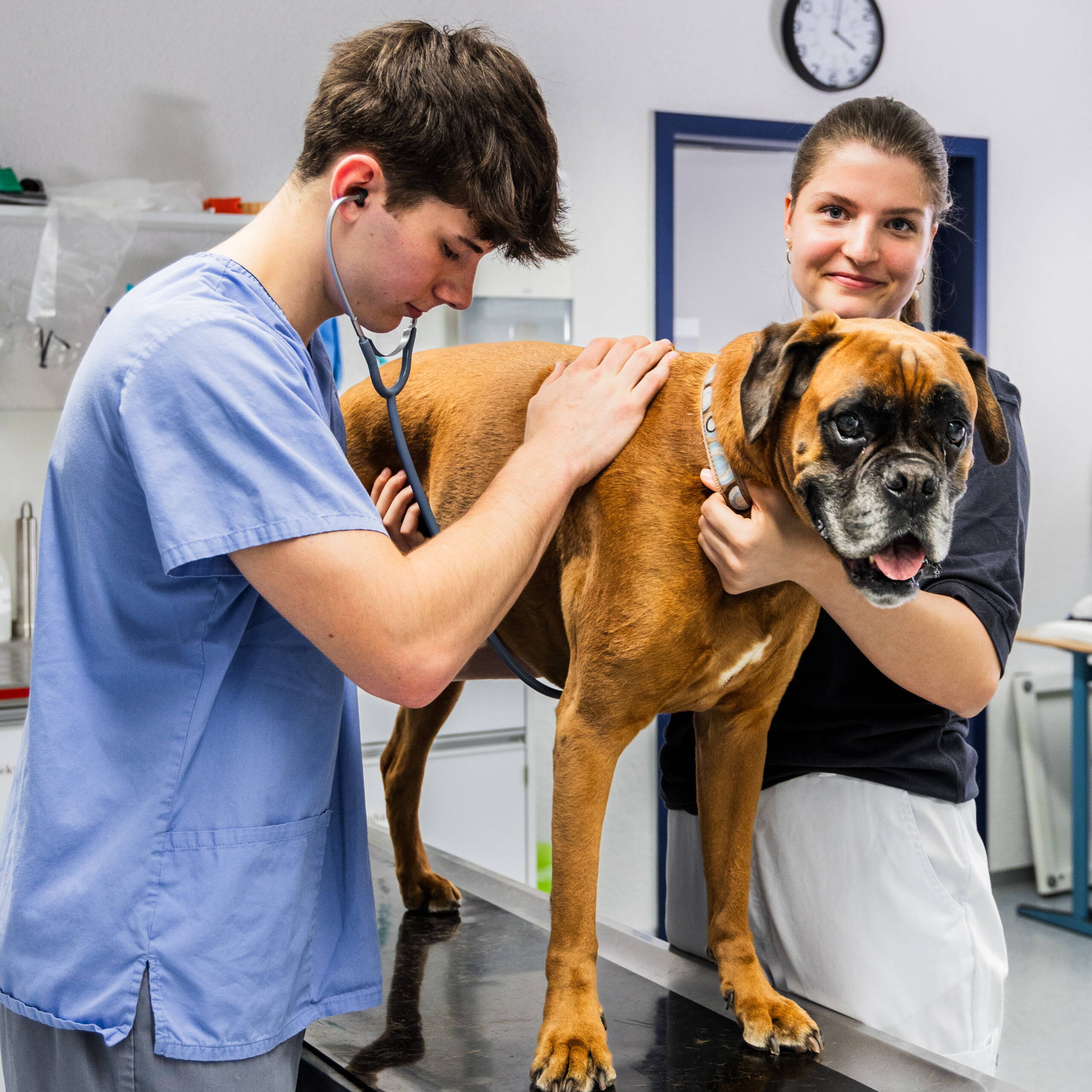 Tiermedizinische Praxisassistentin, Tiermedizinischer Praxisassistent Medizinische Praxisassistentin beim abhorchen eines Hundes